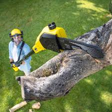 Best Tree Health Inspection  in Combine, TX
