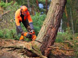 Best Lawn Dethatching  in Combine, TX