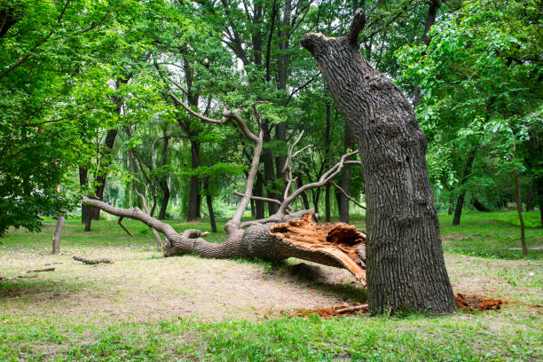 Best Stump Grinding and Removal  in Combine, TX