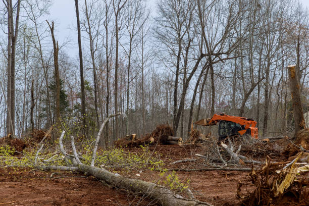 Best Tree and Shrub Care  in Combine, TX