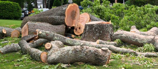 Best Fruit Tree Pruning  in Combine, TX